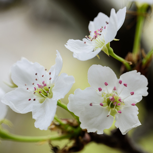 妈妈让我cao她上瘾
